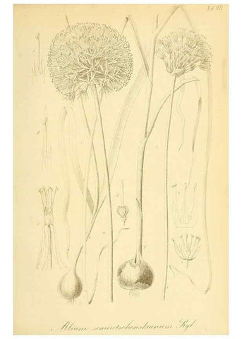 Reproducción/Reproduction 49716609711: Gartenflora.. Erlangen :F. Enke,1852-1940.. 