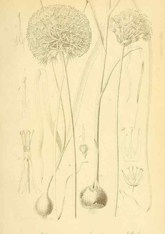 Reproducción/Reproduction 49716609711: Gartenflora.. Erlangen :F. Enke,1852-1940.. 