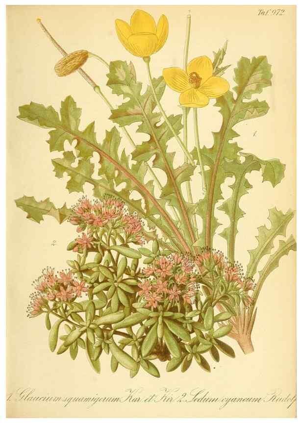 Reproducción/Reproduction 49716609986: Gartenflora.. Erlangen :F. Enke,1852-1940.. 