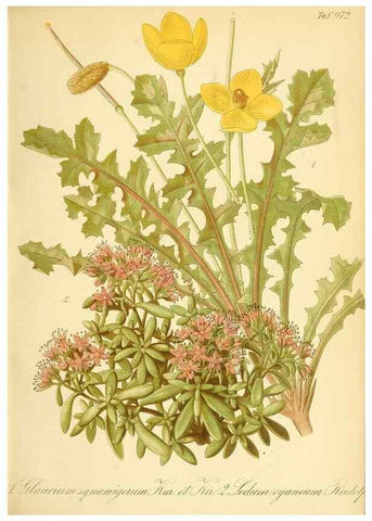 Reproducción/Reproduction 49716609986: Gartenflora.. Erlangen :F. Enke,1852-1940.. 