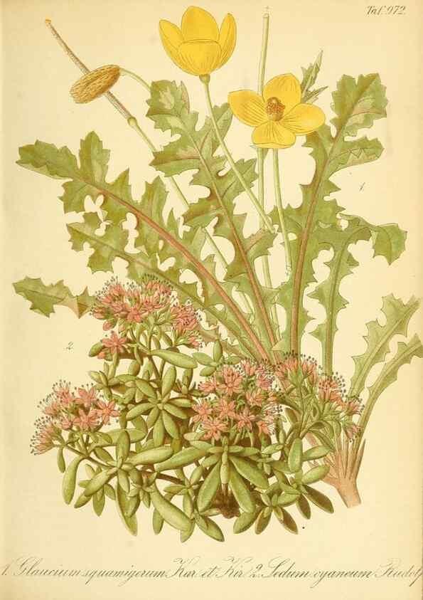 Reproducción/Reproduction 49716609986: Gartenflora.. Erlangen :F. Enke,1852-1940.. 