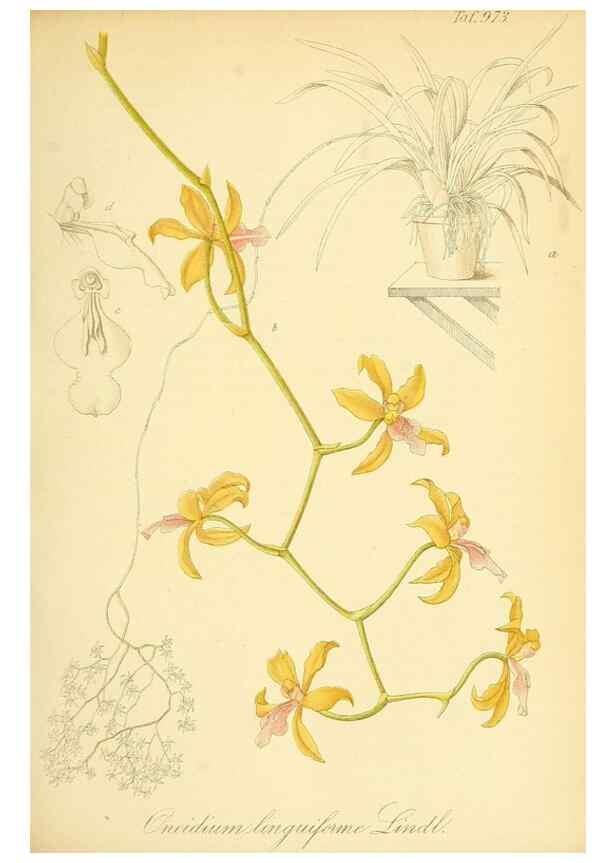 Reproducción/Reproduction 49716610241: Gartenflora.. Erlangen :F. Enke,1852-1940.. 