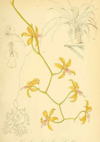 Reproducción/Reproduction 49716610241: Gartenflora.. Erlangen :F. Enke,1852-1940.. 