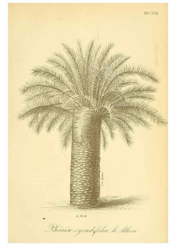 Reproducción/Reproduction 49716610711: Gartenflora.. Erlangen :F. Enke,1852-1940.. 