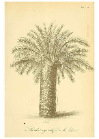 Reproducción/Reproduction 49716610711: Gartenflora.. Erlangen :F. Enke,1852-1940.. 