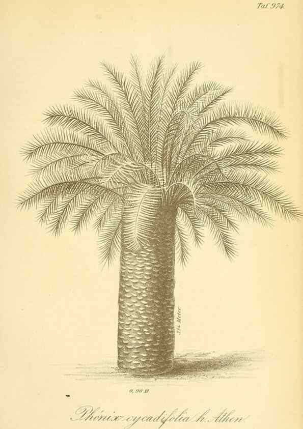 Reproducción/Reproduction 49716610711: Gartenflora.. Erlangen :F. Enke,1852-1940.. 