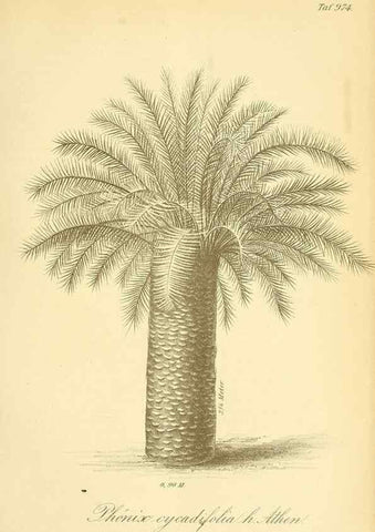 Reproducción/Reproduction 49716610711: Gartenflora.. Erlangen :F. Enke,1852-1940.. 