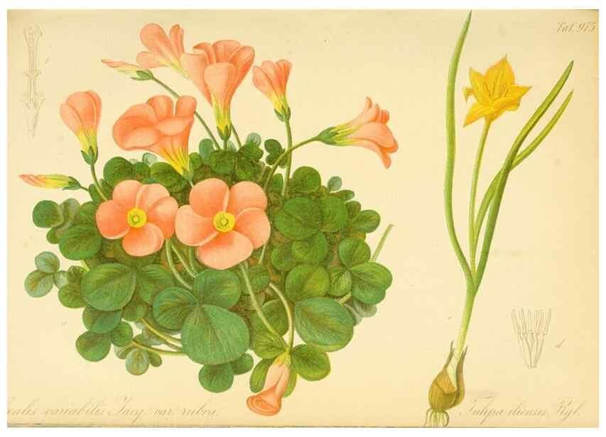 Reproducción/Reproduction 49716610906: Gartenflora.. Erlangen :F. Enke,1852-1940.. 