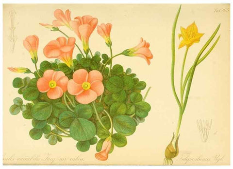 Reproducción/Reproduction 49716610906: Gartenflora.. Erlangen :F. Enke,1852-1940.. 