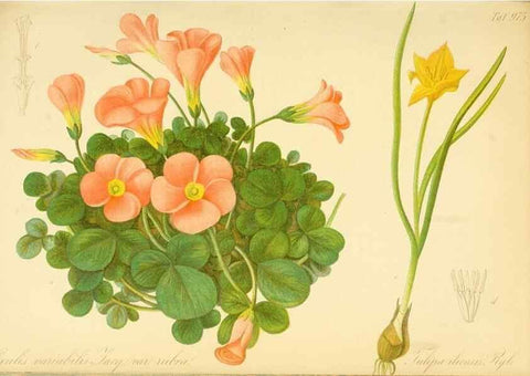 Reproducción/Reproduction 49716610906: Gartenflora.. Erlangen :F. Enke,1852-1940.. 