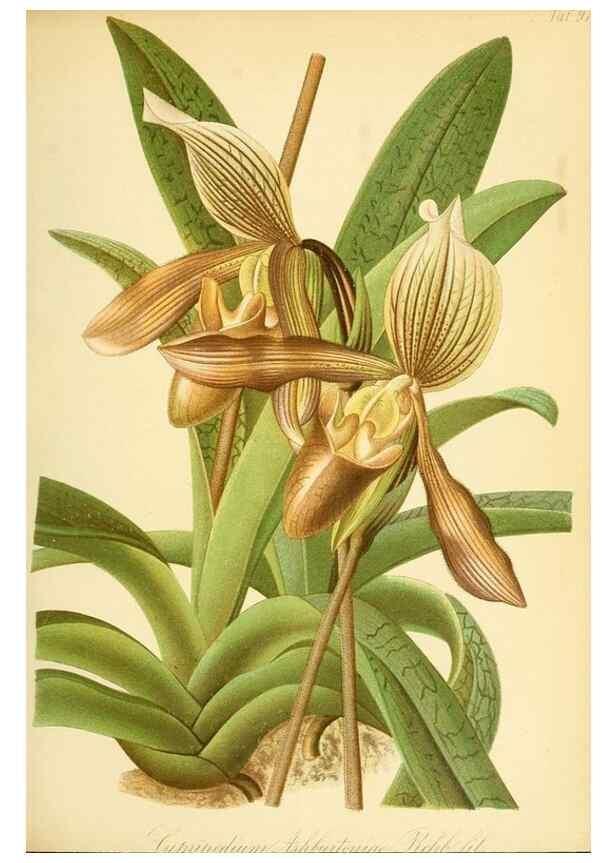 Reproducción/Reproduction 49716611146: Gartenflora.. Erlangen :F. Enke,1852-1940.. 
