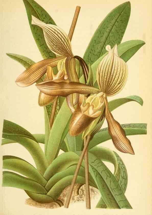 Reproducción/Reproduction 49716611146: Gartenflora.. Erlangen :F. Enke,1852-1940.. 