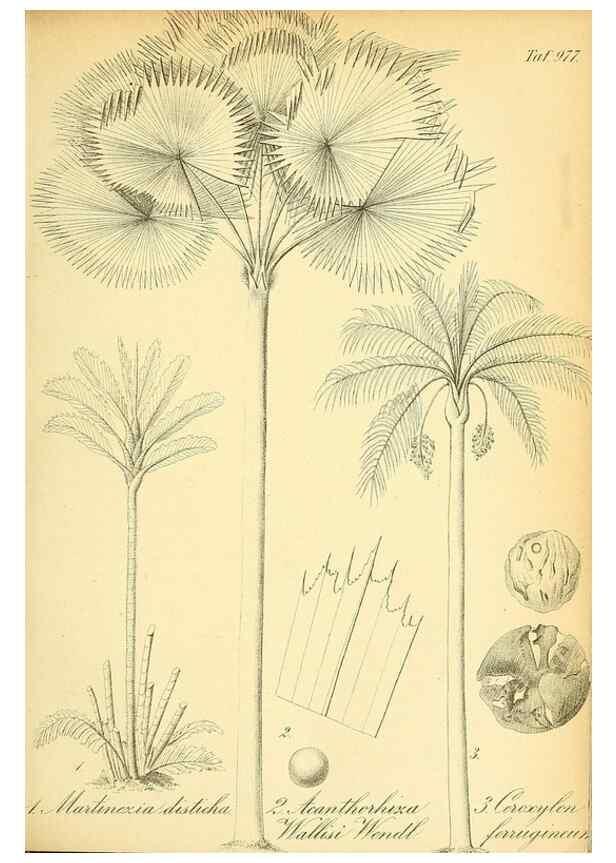 Reproducción/Reproduction 49716071343: Gartenflora.. Erlangen :F. Enke,1852-1940.. 