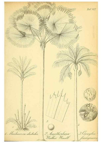 Reproducción/Reproduction 49716071343: Gartenflora.. Erlangen :F. Enke,1852-1940.. 