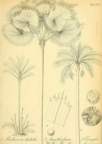 Reproducción/Reproduction 49716071343: Gartenflora.. Erlangen :F. Enke,1852-1940.. 