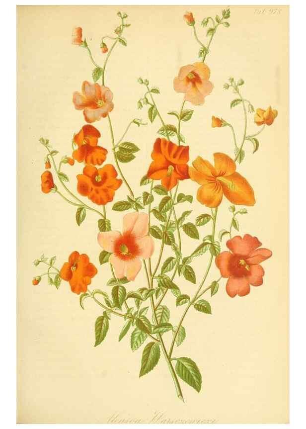 Reproducción/Reproduction 49716925962: Gartenflora.. Erlangen :F. Enke,1852-1940.. 