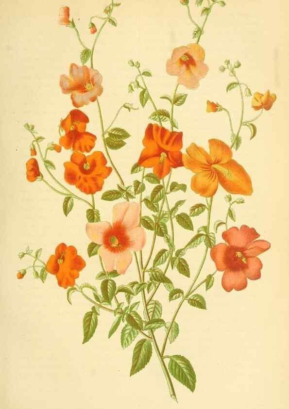 Reproducción/Reproduction 49716925962: Gartenflora.. Erlangen :F. Enke,1852-1940.. 