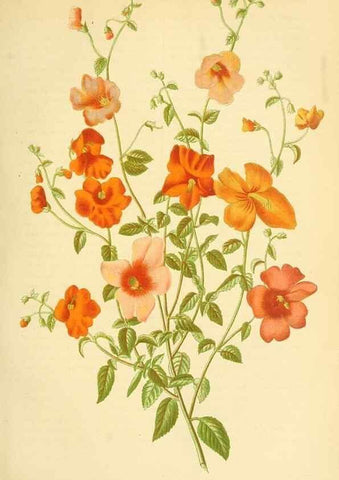 Reproducción/Reproduction 49716925962: Gartenflora.. Erlangen :F. Enke,1852-1940.. 