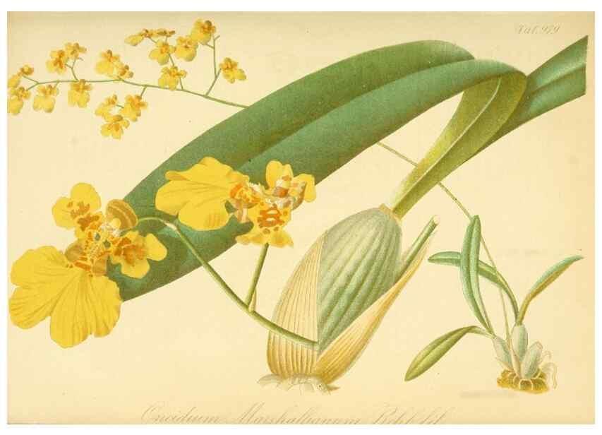 Reproducción/Reproduction 49716611891: Gartenflora.. Erlangen :F. Enke,1852-1940.. 