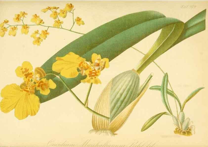 Reproducción/Reproduction 49716611891: Gartenflora.. Erlangen :F. Enke,1852-1940.. 