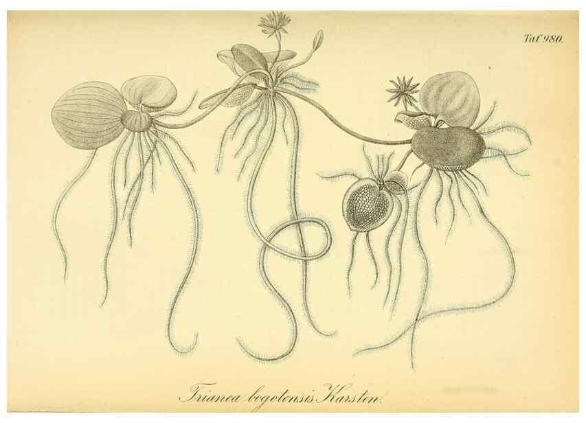 Reproducción/Reproduction 49716926467: Gartenflora.. Erlangen :F. Enke,1852-1940.. 