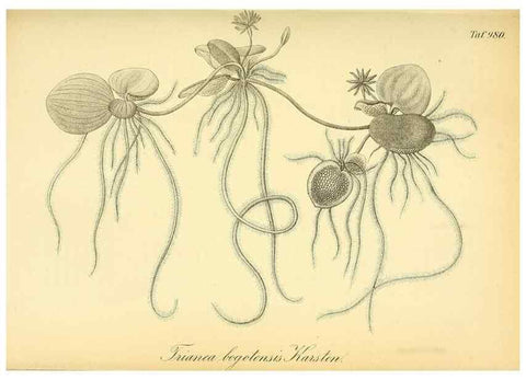 Reproducción/Reproduction 49716926467: Gartenflora.. Erlangen :F. Enke,1852-1940.. 