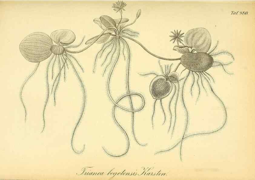 Reproducción/Reproduction 49716926467: Gartenflora.. Erlangen :F. Enke,1852-1940.. 