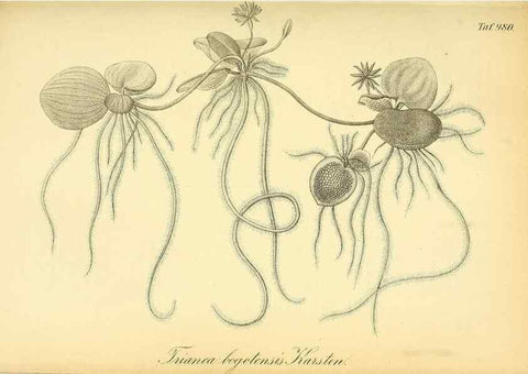 Reproducción/Reproduction 49716926467: Gartenflora.. Erlangen :F. Enke,1852-1940.. 