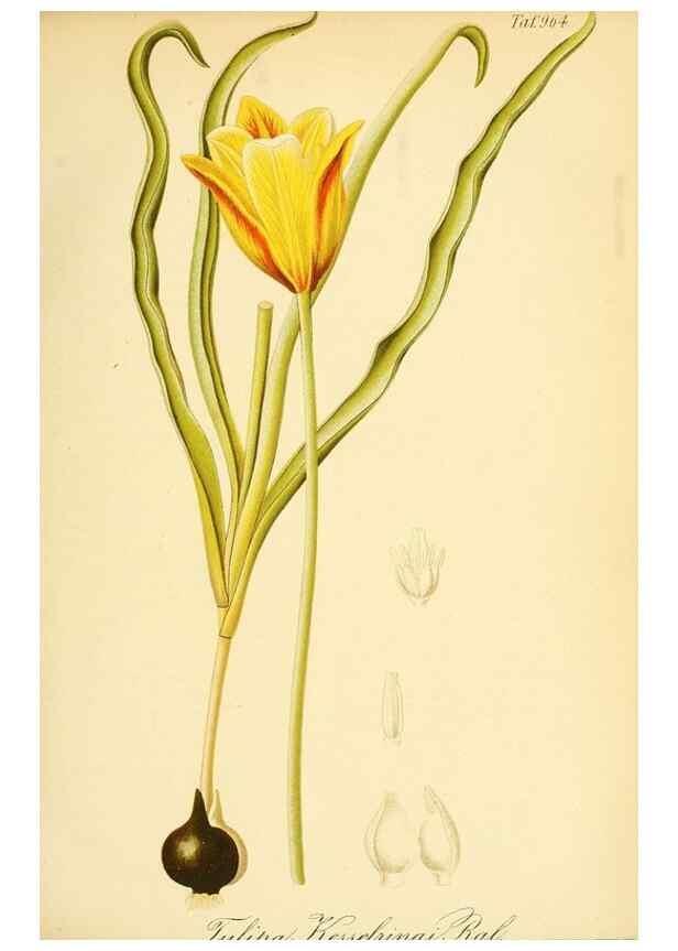 Reproducción/Reproduction 49716067013: Gartenflora.. Erlangen :F. Enke,1852-1940.. 