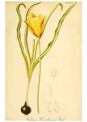 Reproducción/Reproduction 49716067013: Gartenflora.. Erlangen :F. Enke,1852-1940.. 