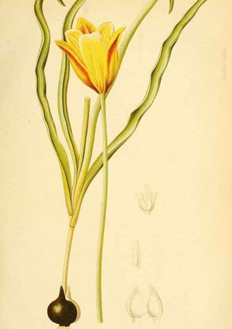 Reproducción/Reproduction 49716067013: Gartenflora.. Erlangen :F. Enke,1852-1940.. 