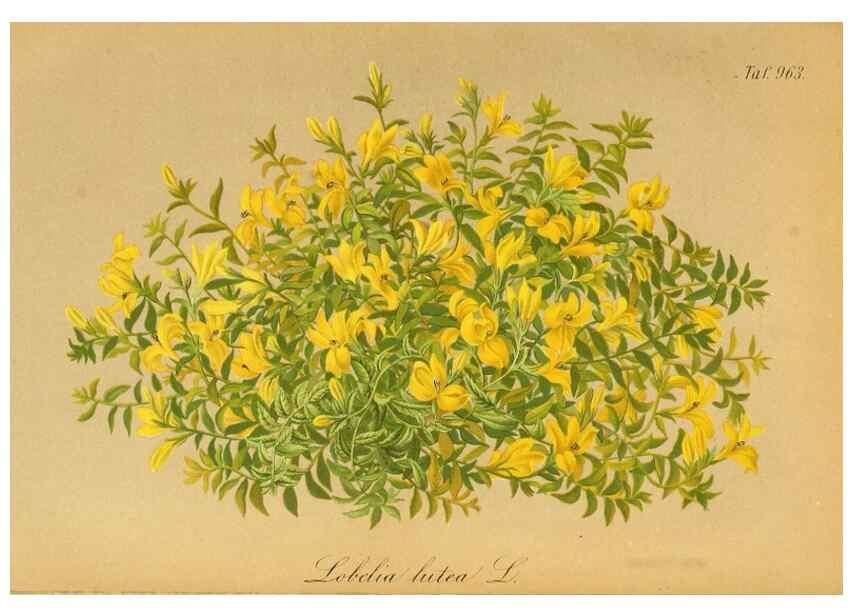 Reproducción/Reproduction 49716606866: Gartenflora.. Erlangen :F. Enke,1852-1940.. 