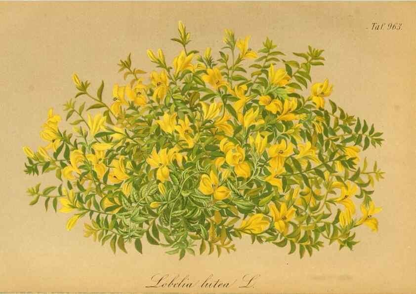 Reproducción/Reproduction 49716606866: Gartenflora.. Erlangen :F. Enke,1852-1940.. 