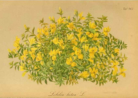 Reproducción/Reproduction 49716606866: Gartenflora.. Erlangen :F. Enke,1852-1940.. 
