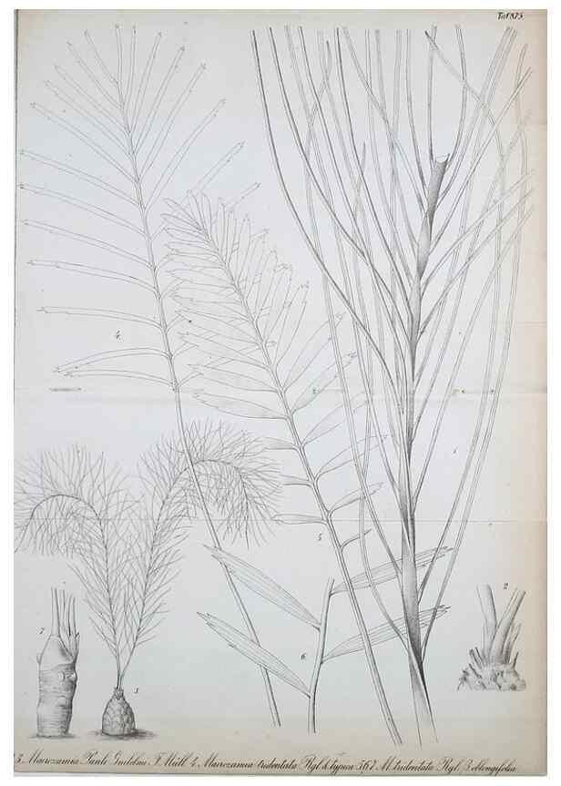 Reproducción/Reproduction 49705059003: Gartenflora.. Erlangen :F. Enke,1852-1940.. 
