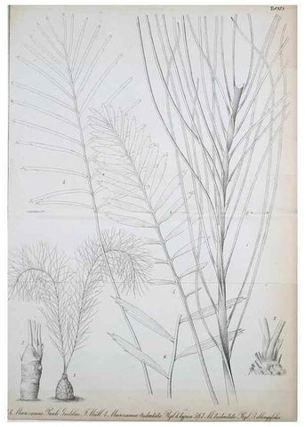 Reproducción/Reproduction 49705059003: Gartenflora.. Erlangen :F. Enke,1852-1940.. 
