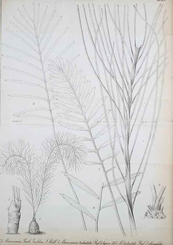 Reproducción/Reproduction 49705059003: Gartenflora.. Erlangen :F. Enke,1852-1940.. 