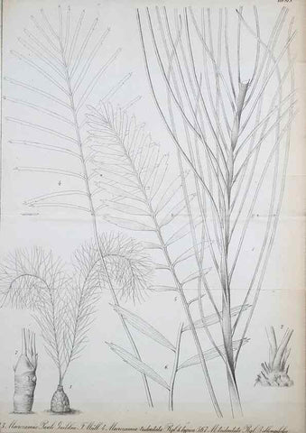 Reproducción/Reproduction 49705059003: Gartenflora.. Erlangen :F. Enke,1852-1940.. 
