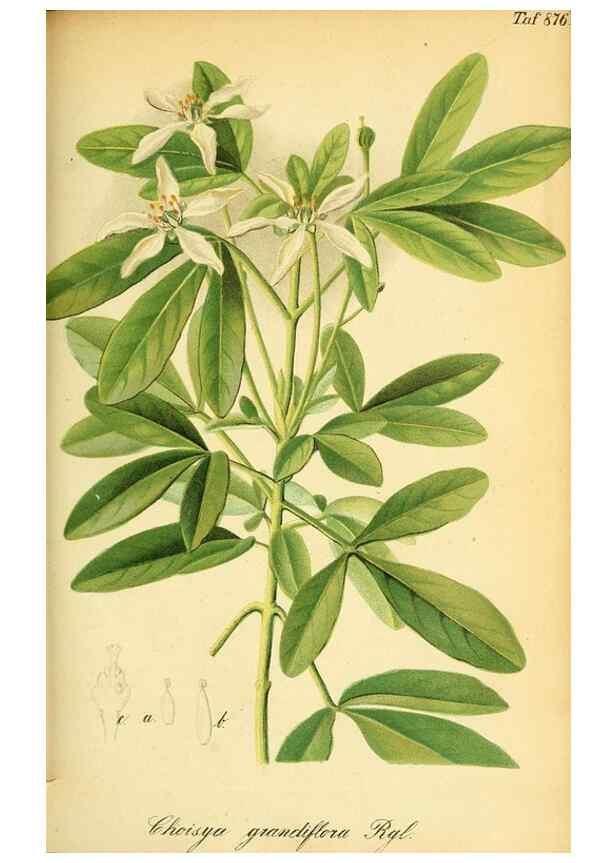 Reproducción/Reproduction 49705593216: Gartenflora.. Erlangen :F. Enke,1852-1940.. 