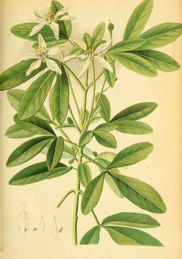 Reproducción/Reproduction 49705593216: Gartenflora.. Erlangen :F. Enke,1852-1940.. 
