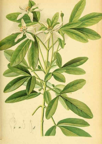 Reproducción/Reproduction 49705593216: Gartenflora.. Erlangen :F. Enke,1852-1940.. 
