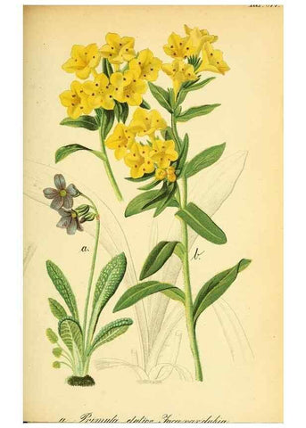 Reproducción/Reproduction 49705059533: Gartenflora.. Erlangen :F. Enke,1852-1940.. 