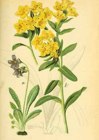 Reproducción/Reproduction 49705059533: Gartenflora.. Erlangen :F. Enke,1852-1940.. 