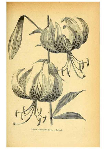 Reproducción/Reproduction 49705593741: Gartenflora.. Erlangen :F. Enke,1852-1940.. 