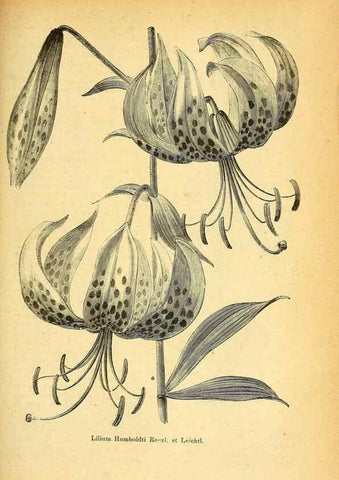 Reproducción/Reproduction 49705593741: Gartenflora.. Erlangen :F. Enke,1852-1940.. 