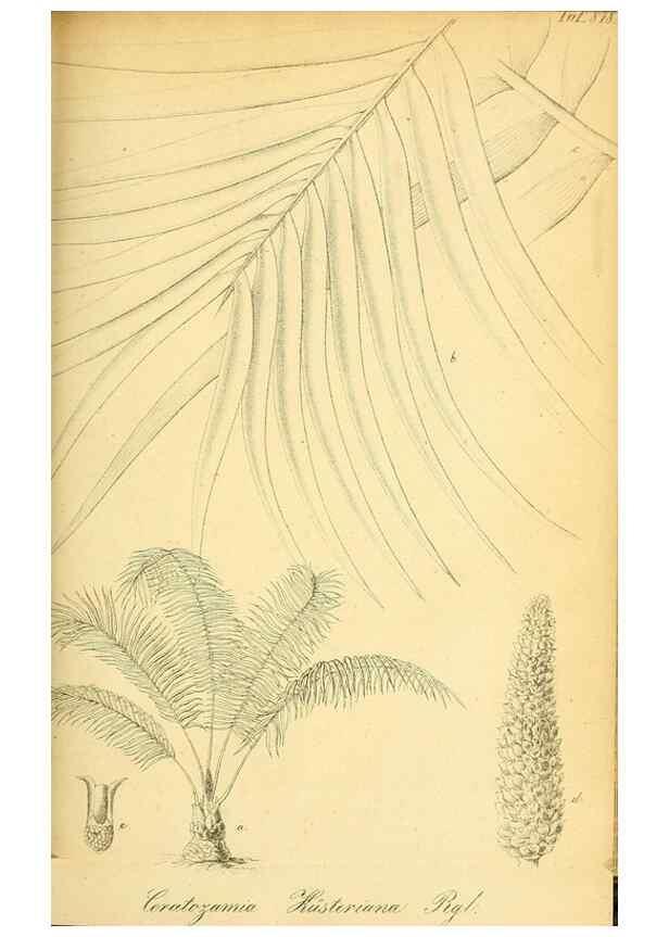 Reproducción/Reproduction 49705593931: Gartenflora.. Erlangen :F. Enke,1852-1940.. 