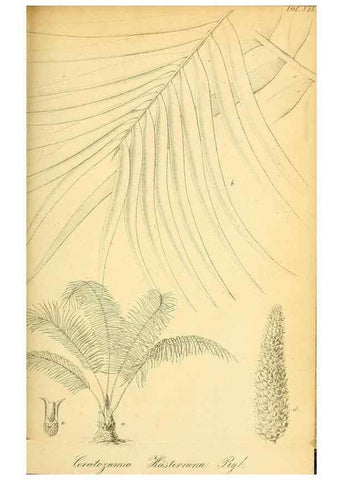 Reproducción/Reproduction 49705593931: Gartenflora.. Erlangen :F. Enke,1852-1940.. 