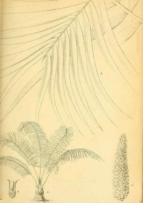 Reproducción/Reproduction 49705593931: Gartenflora.. Erlangen :F. Enke,1852-1940.. 