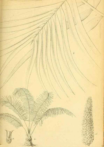 Reproducción/Reproduction 49705593931: Gartenflora.. Erlangen :F. Enke,1852-1940.. 