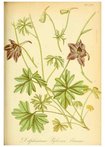 Reproducción/Reproduction 49705912432: Gartenflora.. Erlangen :F. Enke,1852-1940.. 